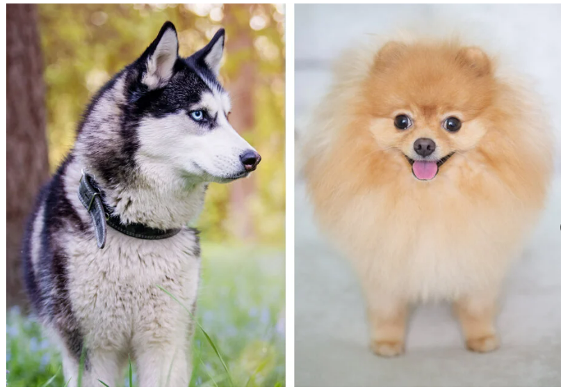 Ny ”designerhund” vinder frem: Udseendet viser sig at være en lille overraskelse hver gang