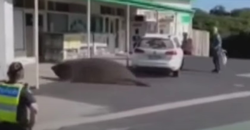 Sæl skaber kaos i ferieby: Smadrer ruder på tankstationen