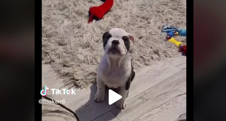Lisa betalte 25.000 kroner for en Fransk Bulldog: Får et chok da hvalpen vokser op