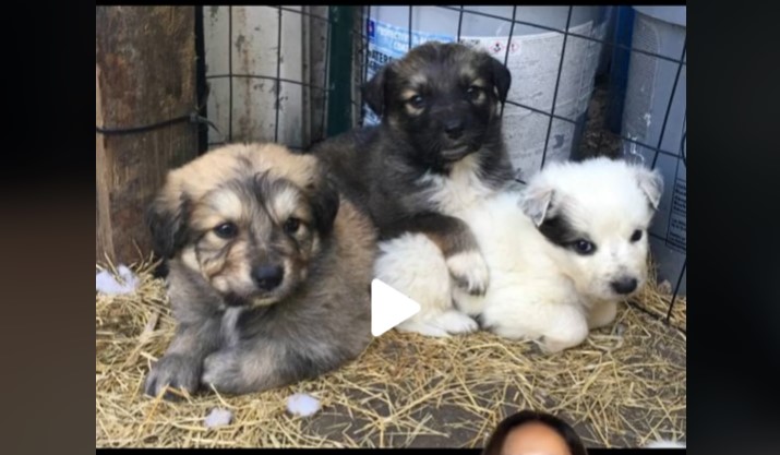 Hundeejer i chok da hund vokser op: Troede hun købte en puddelblanding