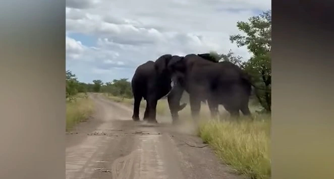Safari-guide fanger utrolig sjælden kamp på videoen: Se de to hanelefanters styrke