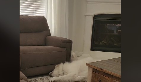 Hund mister sin hundesøster: Dens reaktion vil få dit hjerte til at bløde