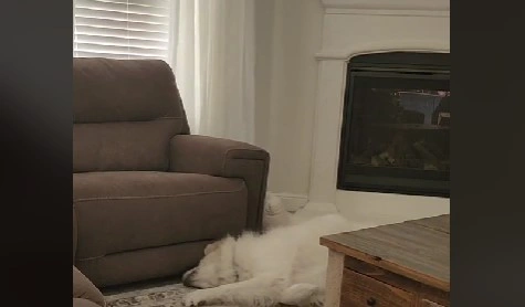 Hund mister sin hundesøster: Dens reaktion vil få dit hjerte til at bløde