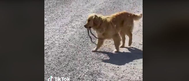 Kvinde lufter sin søns hund: Så dukker den pludselig dukker op med slange i munden