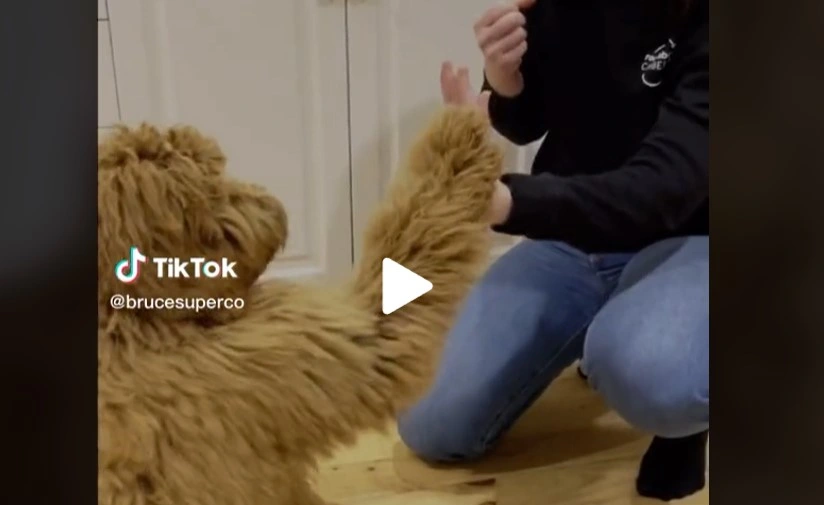 Mand tog sin tykke Labradoodle til frisøren: Da han så den igen kunne han ikke genkende den