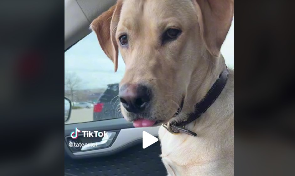 Labrador havde første dag ved hundepasser: Du gætter aldrig hvorfor ejeren må hente ham 20 minutter senere