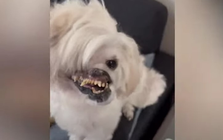 Hunden Mugsy blev udsat for et syreangreb: Måtte gennem flere operationer for at få et nyt ansigt