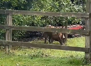 Hunden bliver ved at begrave ting i haven – da ejeren undersøger sagen, går hunden “i panik”