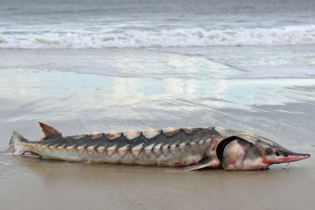 Hvad er det? Monsterfisk fundet på strand