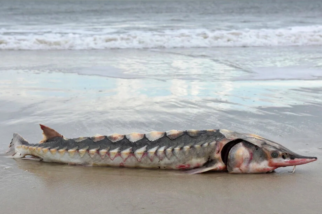 Hvad er det? Monsterfisk fundet på strand
