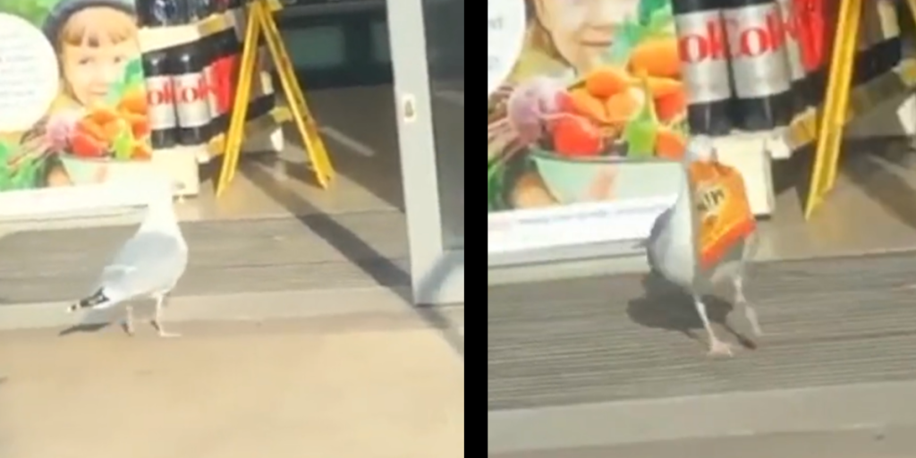 Fjerkræ på shoppetur: Dristig måge var snacksulten