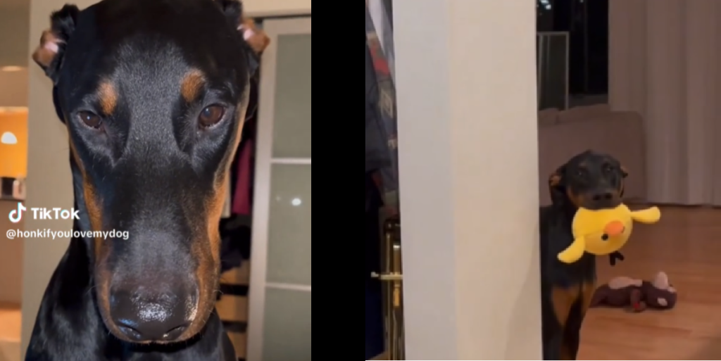 Kvinde købte en Doberman som vagthund – men den er bange for 7 meget specifikke ting