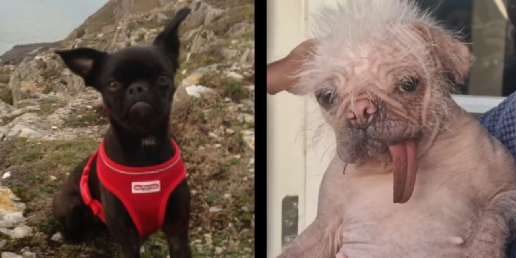 Mød finalisterne: Hvem tager titlen som den grimmeste hund?