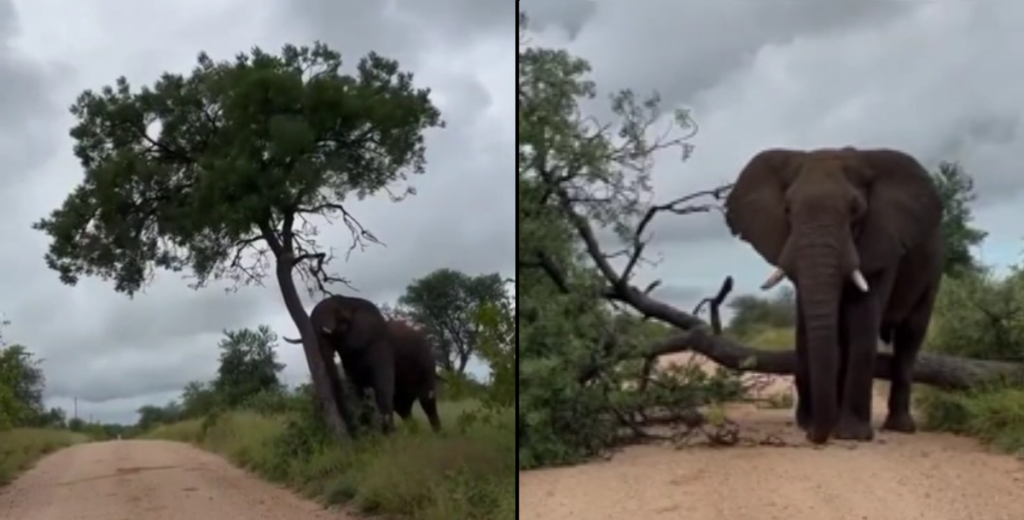 Bedste grund overhovedet: Derfor væltede enorm elefant et træ lige foran bil
