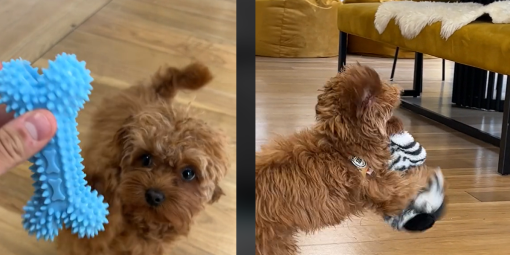 Dyrlæge advarer: Tænk over dette, når du køber legetøj til Fido