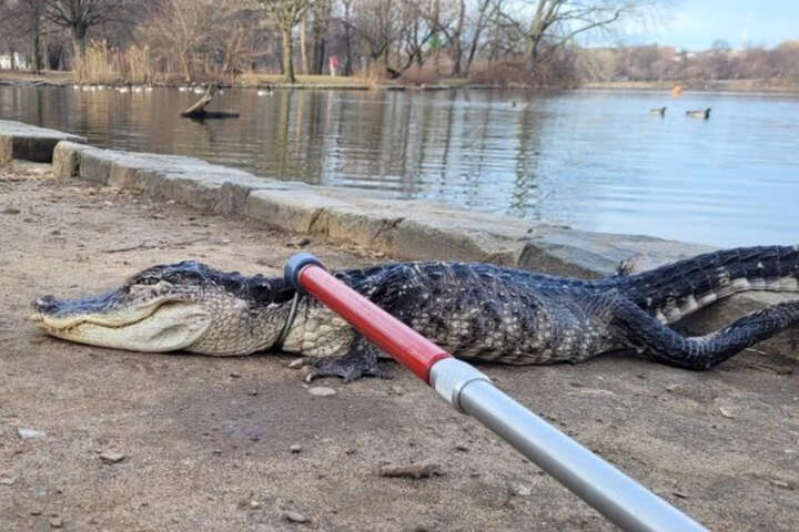 Chokfund i bypark: Alligator fundet i fiskesø
