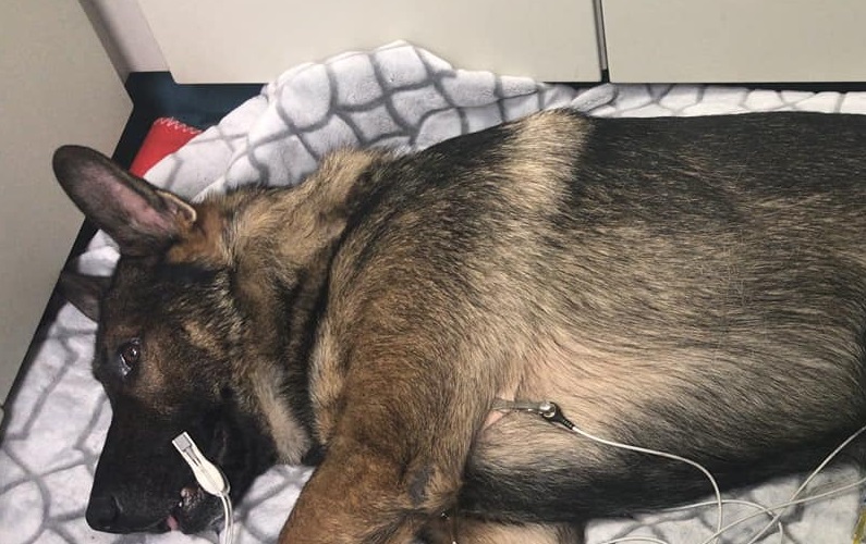 Politihund tvunget på pension efter skudepisode: Da han forlader operationsstuen, står kollegaerne klar