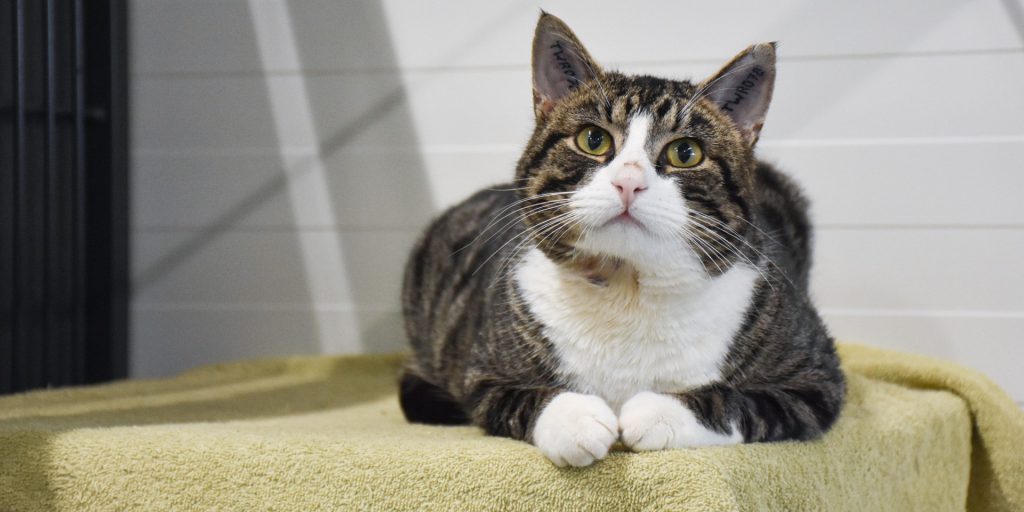 Nyt lovforslag: Skal beskytte hunde og katte