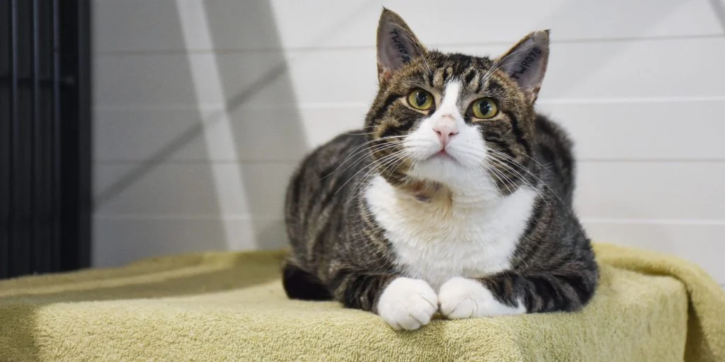 Nyt lovforslag: Skal beskytte hunde og katte