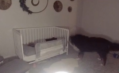 Hund holder øje med deres lille datter hver aften: “Det var som om, han vidste, at han skulle passe på hende.”