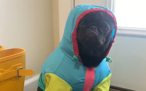 Dagens sødeste video: Mops i regnfrakke nægter at lave ‘poop’ i regnen