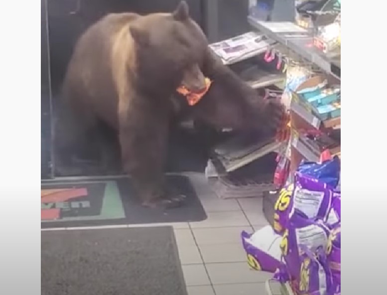 To marsbar, tak: Bjørn besøger 7-Eleven i vild video