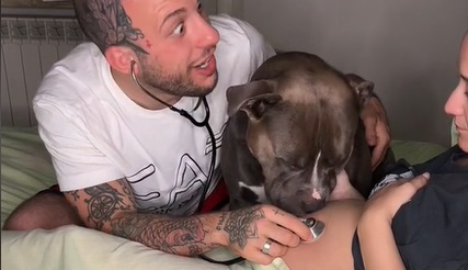 Mino kan lugte sin ejers graviditet: Denne amerikanske bulldog smelter alles hjerter