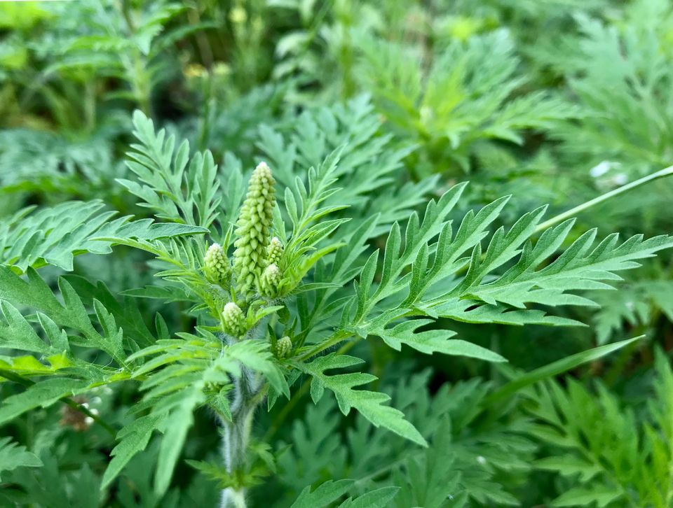 Frygtet plante kommet til Danmark: Stærkt allergifremkaldende