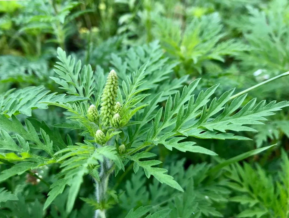 Frygtet plante kommet til Danmark: Stærkt allergifremkaldende