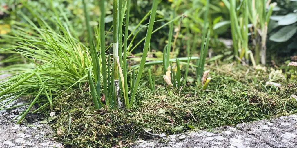 Få gødet roserne og 4 andre ting, du bør ordne i haven i juni