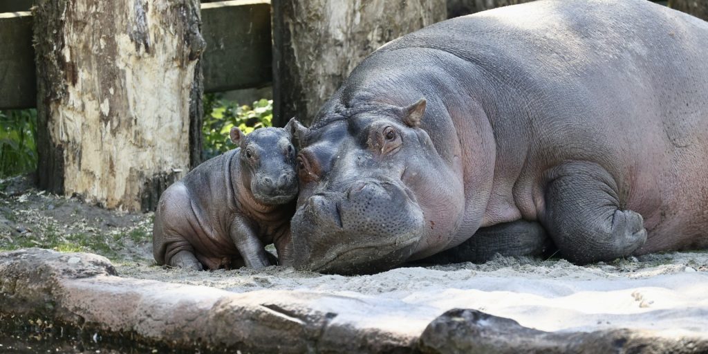 Babyboom i ZOO: 2 nye unger på bare 3 dage