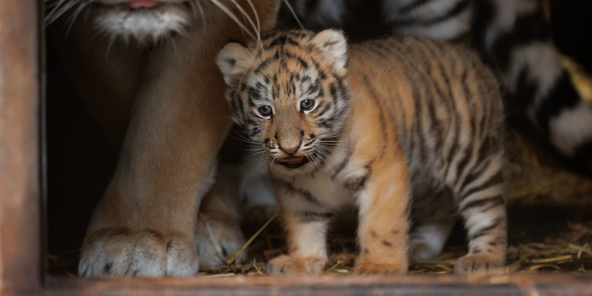 Flere truede dyr og et enkelt ”mirakel” – her er resultatet af årets optælling i Københavns ZOO