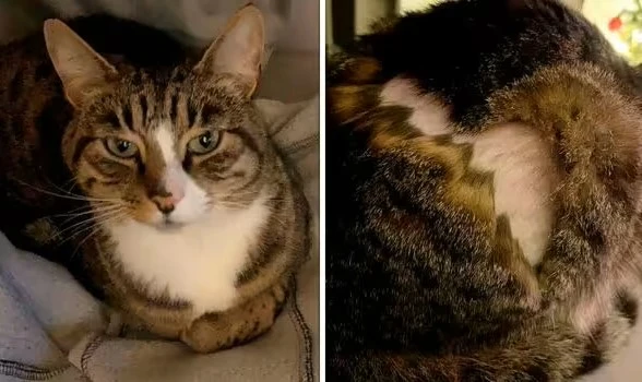 Skaber ravage i nabolag: Mystisk person barberer katte