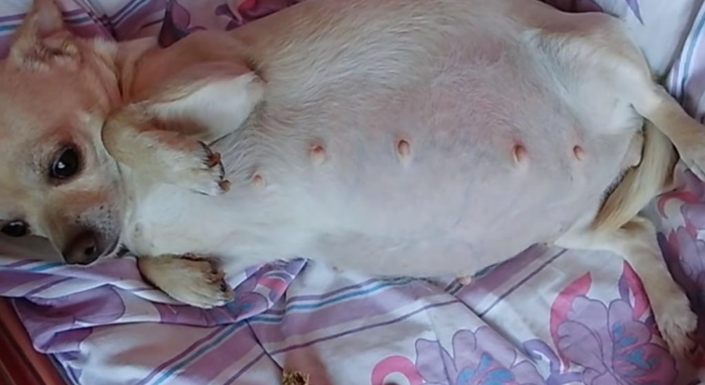 De tog deres gravide hund med til dyrlægen: Et par dage senere fik de et chok