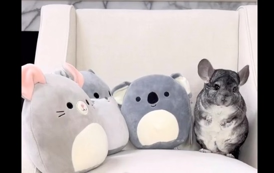Måtte skjule deres chinchilla for udlejeren: Nu hyldes de af internettet
