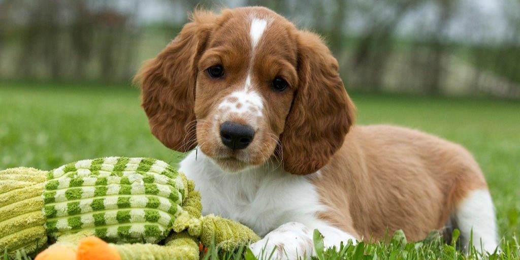 De er i næsten hver 4. hjem: Sådan vælger du den rigtige hund