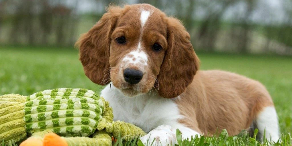 De er i næsten hver 4. hjem: Sådan vælger du den rigtige hund