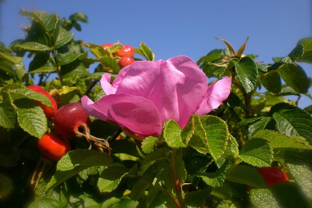 Forhadt blomst kan med fordel bruges i madlavningen: ”Saml, sylt og spis”
