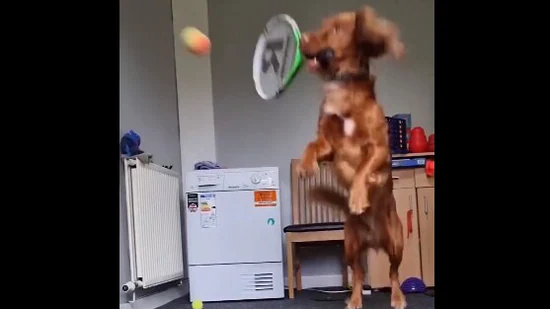 Hund klar til Wimbledon: Spiller Tennis helt uden problemer