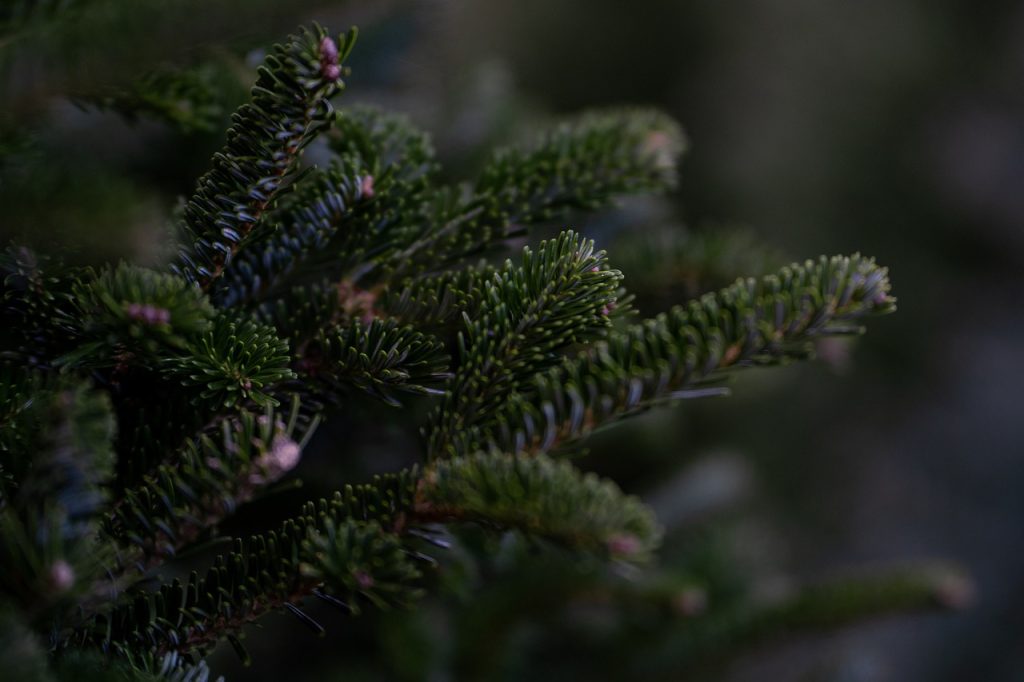 Juletræsekspert med 3 tip: Sådan vælger du det perfekte juletræ