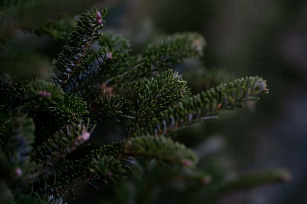 Juletræsekspert med 3 tip: Sådan vælger du det perfekte juletræ
