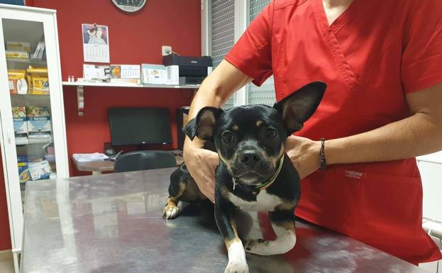 Hundeejeren fra helvede: Smed sin hund ud fra fjerde sal