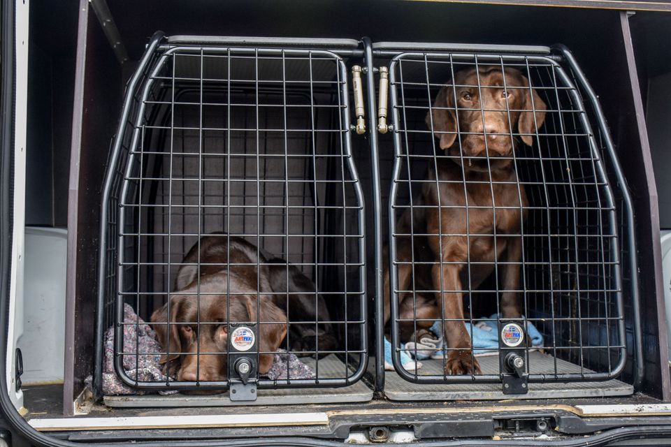 To store hundesager: I alt 29 hunde afleveret til Dyrenes Beskyttelse
