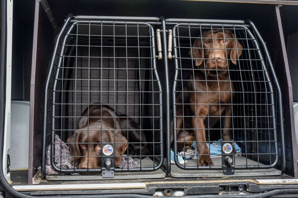 To store hundesager: I alt 29 hunde afleveret til Dyrenes Beskyttelse