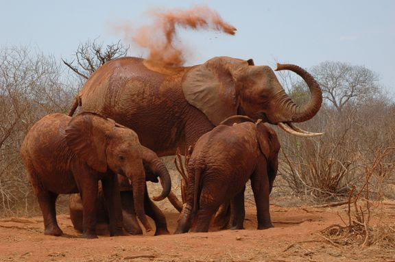 Namibia har sat 170 elefanter på auktion