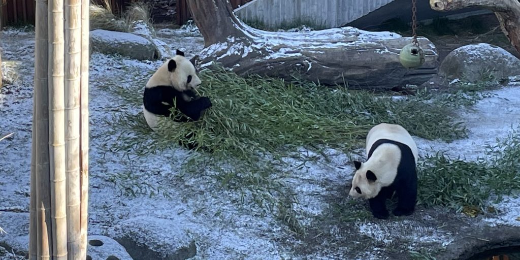 Nu gælder det: Her er “den hemmelige” strategi for at få pandaerne i ZOO til at parre sig