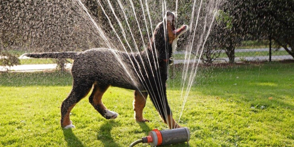 Dit havearbejde kan koste Fido livet, advarer dyreforsikring