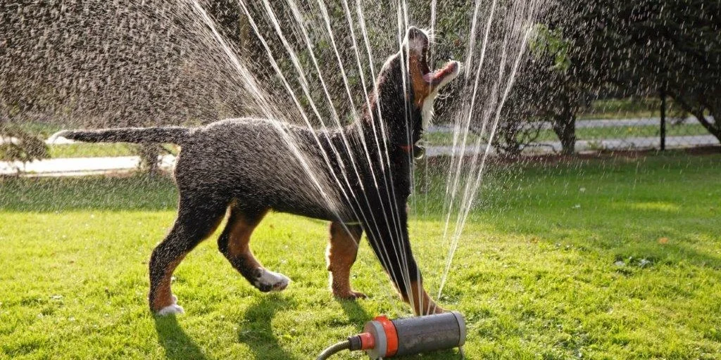 Dit havearbejde kan koste Fido livet, advarer dyreforsikring