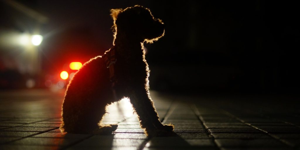 Dagene bliver kortere: Nu skal du passe godt på dette, når du går med hunden