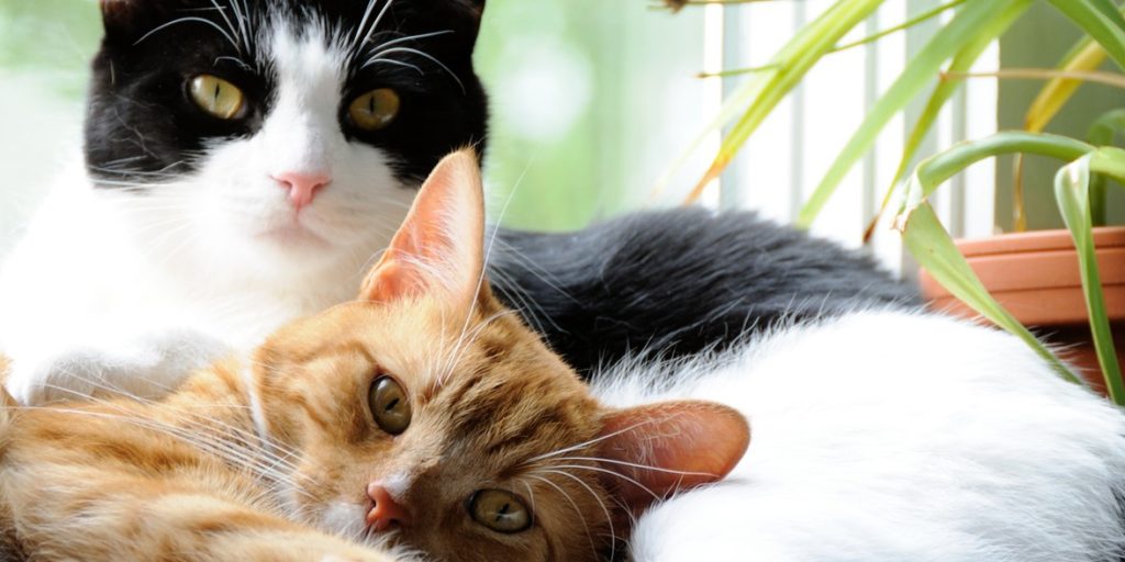 Hvis du har flere katte: Sådan ser du, om de mistrives i “forholdet”